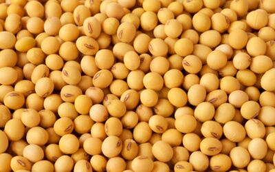 Soybeans sink as U.S. climate seen enhancing, reversing latest rally