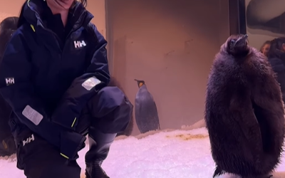 Katy Perry meets Pesto the giant baby penguin ahead of the AFL Grand Final: ‘He’s just a little baby’