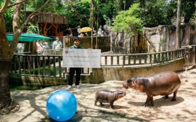 SUI meme $HIPPO enters into charity partnership with Moo Deng’s zoo