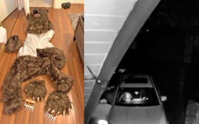 Four Arrested for Insurance Fraud After Staging Car Damage with Bear Costume