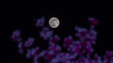 When Is the Last Supermoon of 2024? Everything About Beaver Moon