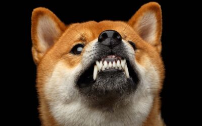 Bullish sentiments for Shiba Inu ($SHIB) token rise as it announces partnership with ChainLink ($LINK)