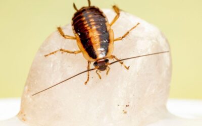 New Home, No Pests: Tips to Keep German Cockroaches Out